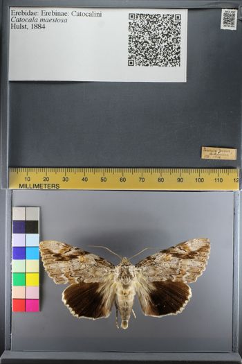 Media type: image;   Entomology 741292